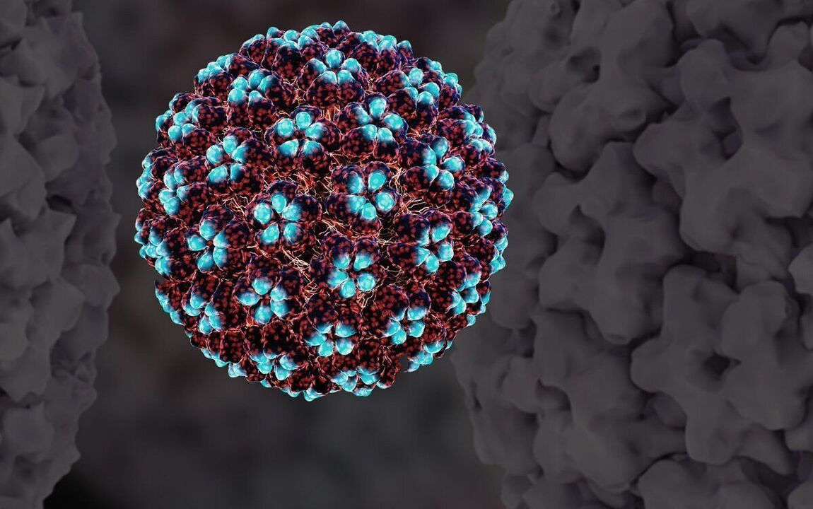مدل سه بعدی HPV